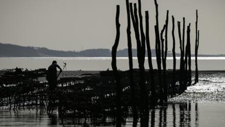 Un parc à huîtres dans le bassin d'Arcachon, le 18 décembre 2024