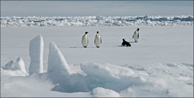 Photographie diffusée par le British Antarctic Survey le 8 avril 2026, montrant des manchots empereurs en Antarctique le 13 novembre 2010