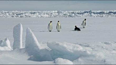 Photographie diffusée par le British Antarctic Survey le 8 avril 2026, montrant des manchots empereurs en Antarctique le 13 novembre 2010