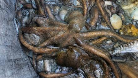 Des poulpes sont rassemblés dans un sac à bord du Marc'h Mor, au large de l'île Molène, dans le Finistère, le 7 mai 2026