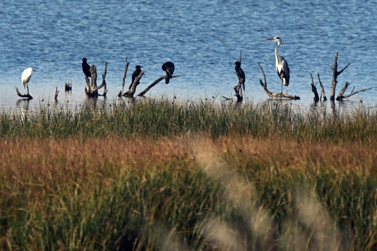 Des oiseaux dans une zone humide à Ulcinj, le 2 juin 2026 au Monténégro
