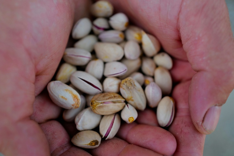 Des pistaches cultivées par des vignerons à Sérignan-du-Comtat, dans le Vaucluse, le 28 septembre 2026