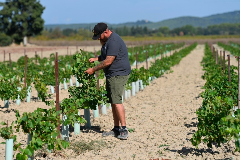 Matthias Reynard inspecte ses vignes à Sérignan-du-Comtat, dans le Vaucluse, le 28 septembre 2026 