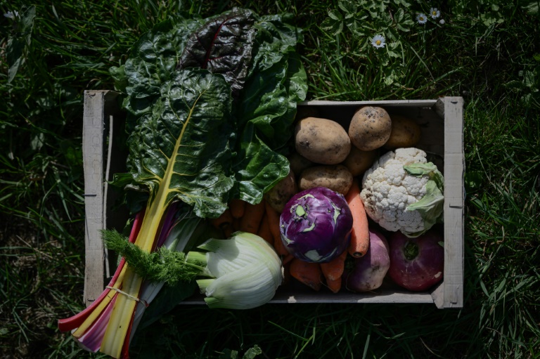 Des légumes biologiques, à Nieul-sur-Mer (Charente-Maritime), le 8 avril 2025