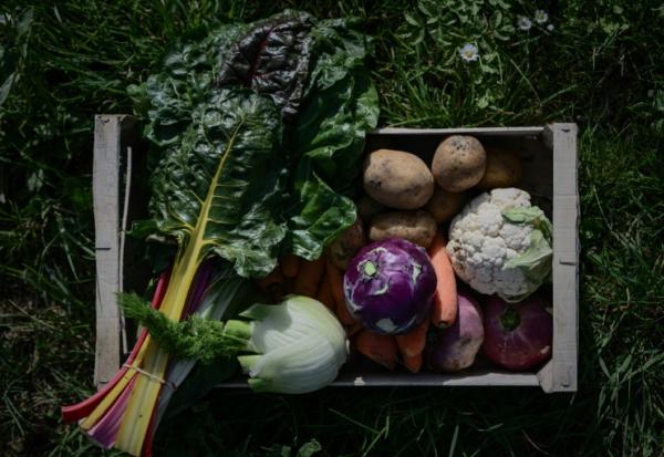 Des légumes biologiques, à Nieul-sur-Mer (Charente-Maritime), le 8 avril 2025