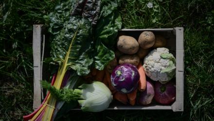 Des légumes biologiques, à Nieul-sur-Mer (Charente-Maritime), le 8 avril 2025