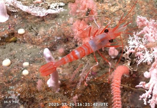 Capture d'écran d'une vidéo publiée par l'Institut océanographique Schmidt et enregistrée par le ROV SuBastian, dans laquelle on peut voir une étoile de mer filmée à 1.195 mètres de profondeur dans le canyon de Mar del Plata, dans la mer Argentine, le 26 juillet 2025.

Une étoile de mer filmée à 1.195 mètres de profundeur dans le Canyon de Mar del Plata (Argentine), dans l'Océan Atlantique, le 26 juillet 2025 