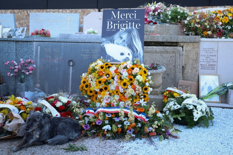 Un chien couché à côté des fleurs déposées autour de la tombe de l'actrice Brigitte Bardot, au cimetière maritime de Saint-Tropez, le 7 janvier 2026 après ses funérailles dans le Var
