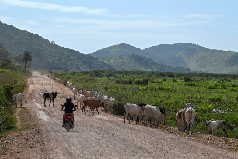 Un cyclomoteur emprunte la piste reliant Georgetown, capitale du Guyana, à Lethem, dans le sud-ouest, à la frontière du Brésil, le 28 août 2025 près de Kurupukari