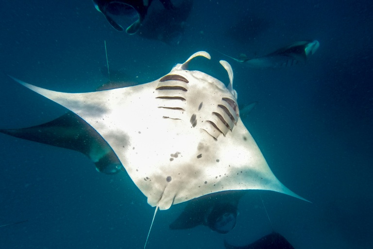 Des sessions sur les océans se tiendront avec l'objectif de lancer une alliance des aires marines protégées