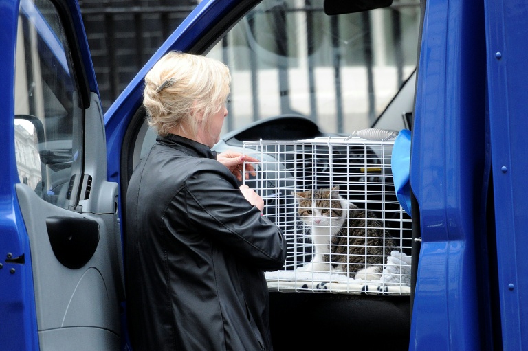 Le Premier ministre britannique David Cameron a présenté le nouveau membre de son équipe le chat Larry qui arrive à Downing Street, à Londres, en provenance d'un refuge, le 15 février 2011