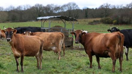 Gestion de l'eau, défense contre le loup, réintroduction de pesticides interdits... Avec de nombreuses mesures qui irritent jusqu'au gouvernement, l'examen du projet de loi d'urgence agricole au Sénat promet de raviver les clivages