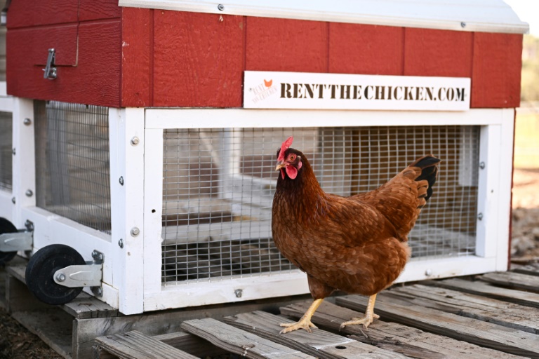Une poule passe devant un poulailler portable dans une ferme où elles sont élevées dans le cadre du service