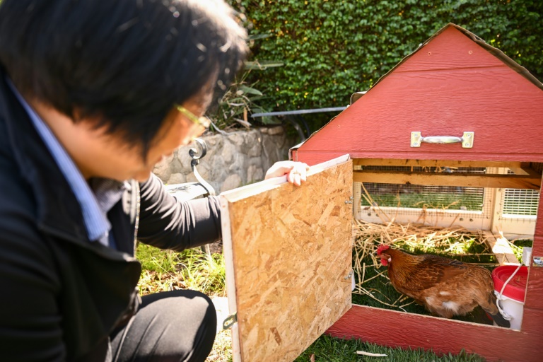 Yong-mi Kim regarde ses poules pondeuses dans son poulailler portable livré à son domicile dans le cadre du service