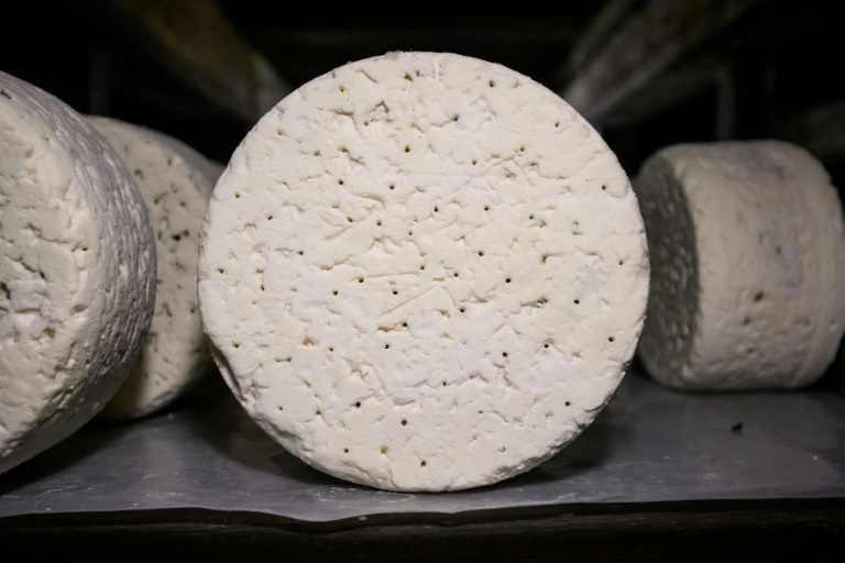 L'appellation d'origine protégée (AOP) du Roquefort représente plus de 2.600 éleveurs, réunis autour de 1.330 exploitations, et la commercialisation de près de 14.000 tonnes en 2024
