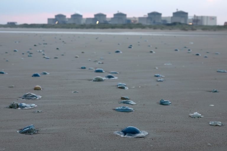 Les méduses sur une plage près de la centrale nucléaire de Gravelines, le 12 août 2025 dans le Nord
