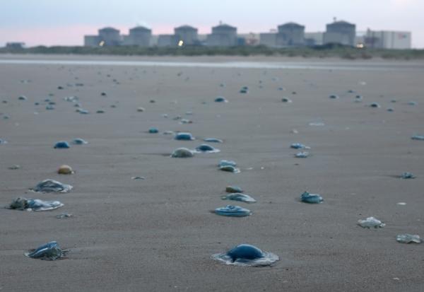 Les méduses sur une plage près de la centrale nucléaire de Gravelines, le 12 août 2025 dans le Nord