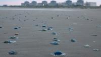 Les méduses sur une plage près de la centrale nucléaire de Gravelines, le 12 août 2025 dans le Nord