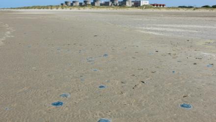 Des méduses sur la plage devant la centrale nucléaire de Gravelines, dans le Nord, le 11 août 2026