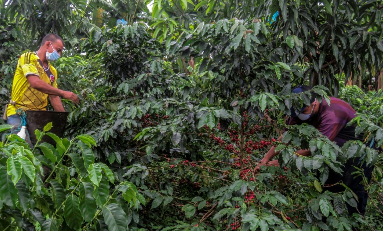 Récolte du café dans une plantation de Colombie le 21 mai 2020.