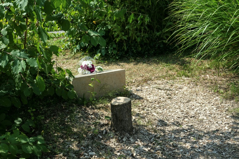 Le tronc d'un olivier avattu devant la stèle rendant hommage à Ilan Halimi, le 15 août 2025 à Epinay-sur-Seine, en Seine-Saint-Denis