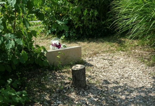 Le tronc d'un olivier avattu devant la stèle rendant hommage à Ilan Halimi, le 15 août 2025 à Epinay-sur-Seine, en Seine-Saint-Denis