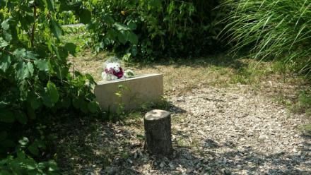 Le tronc d'un olivier avattu devant la stèle rendant hommage à Ilan Halimi, le 15 août 2025 à Epinay-sur-Seine, en Seine-Saint-Denis