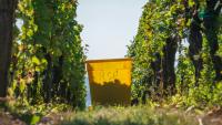 Début des vendanges à Marlenheim, en Alsace, le 13 septembre 2021