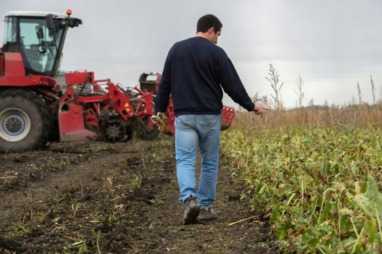 Un agriculteur compte ses plants de betteraves à sucre, à Pont-du-Château, dans le centre de la France, le 7 novembre 2019