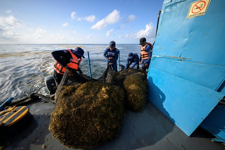 Des membres de la marine mexicaine manipulent des sacs remplis de sargasses récoltées à bord d'un navire de collecte, au large de Puerto Morelos, dans l'État de Quintana Roo (Mexique), le 6 août 2026