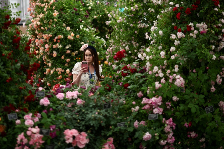Une visiteuse au milieu des roses au Chelsea Flower Show à Londres le 18 mai 2026