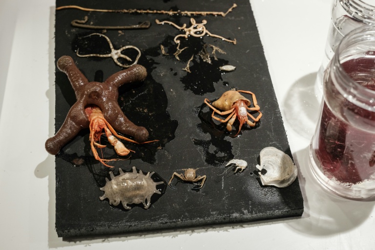 Des spécimens non identifiés remontés des profondeurs par un submersible de l'OceanXplorer, le 11 janvier 2026 au large de l'île de Sulawesi en Indonésie