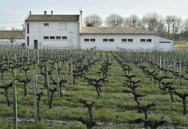 Une école élémentaire bâtie en bordure d'un vignoble, à Villeneuve (Gironde), le 23 mars 2016
