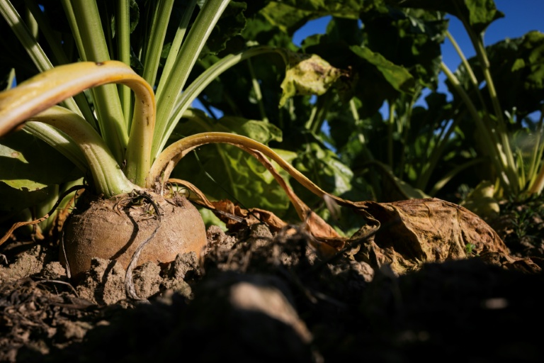 Un champ de betterave sucrière à Saint-Christophe-sur-Condé, le 11 août 2025 dans l'Eure