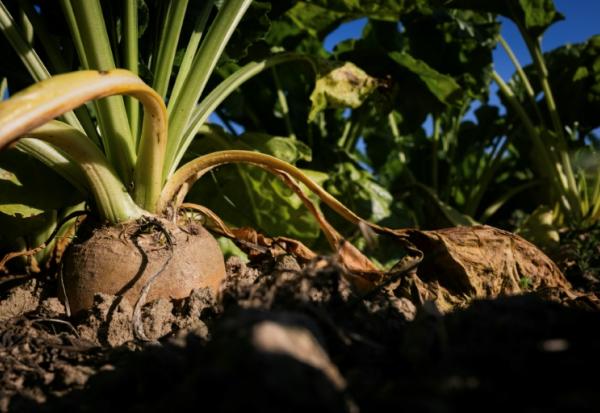 Un champ de betterave sucrière à Saint-Christophe-sur-Condé, le 11 août 2025 dans l'Eure