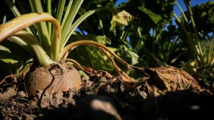 Un champ de betterave sucrière à Saint-Christophe-sur-Condé, le 11 août 2025 dans l'Eure