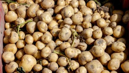 Durement frappés par la sécheresse qui sévit depuis plusieurs mois en France, les producteurs de pommes de terre anticipent l'une des plus fortes baisses de production jamais enregistrées