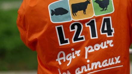 L'association animaliste L214 a annoncé jeudi avoir porté plainte contre un élevage porcin du Morbihan, accusé notamment de "sévices graves" sur des porcelets