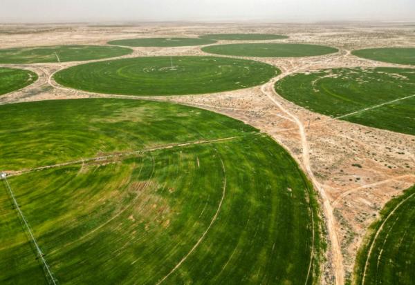 Cultures de blé dans le désert près de Kerbala, dans le centre de l'Irak, le 10 avril 2025