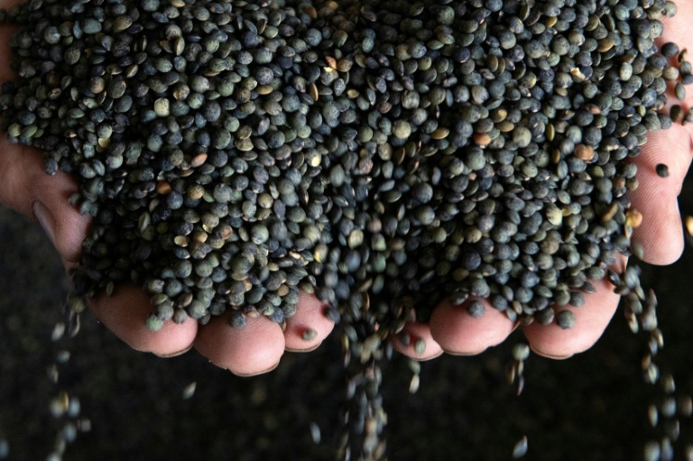 La lentille gagne du terrain dans le Nord, poussée par le climat et la promesse d'un débouché industriel