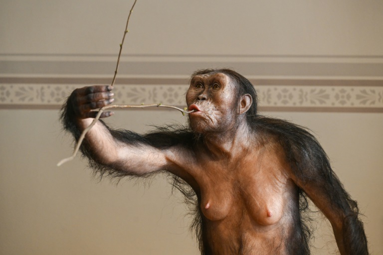 Reconstitution artistique de l'australopithèque Lucy, exposée au musée national de Prague, le 4 février 2025 en République tchèque
