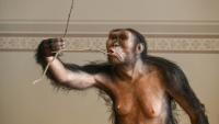 Reconstitution artistique de l'australopithèque Lucy, exposée au musée national de Prague, le 4 février 2025 en République tchèque
