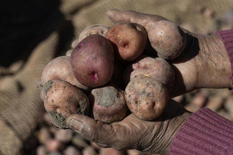 La paysanne aymara Dominga Quenta tient des pommes de terre dans ses mains, dans la communauté de Caritamaya, près du lac Titicaca, dans la région de Puno, au Pérou, le 29 mai 2026