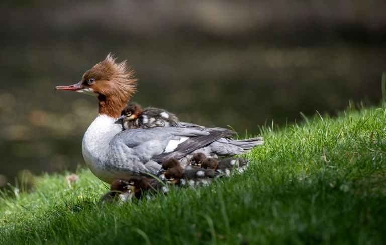 Justyna, une harle bièvre, et ses canetons, au parc Lazienki de Varsovie, en Pologne, le 25 avril 2026