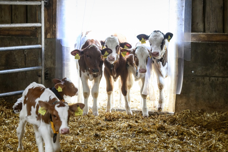 Des veaux se tiennent à l’entrée de leur étable à La Rippe, dans l’ouest de la Suisse, le 23 juin 2026