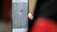 Daria Tiourneva montre à l'AFP sa vidéo d'un ourson perché sur un arbre, à Irkoutsk, en Sibérie, le 8 octobre 2026