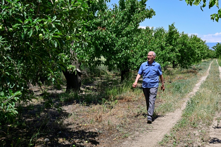 Le producteur d'abricots Aramais Kazaryan dans son verger du village de Vosketap, dans la vallée de l'Ararat, le 9 juin 2026 en Arménie