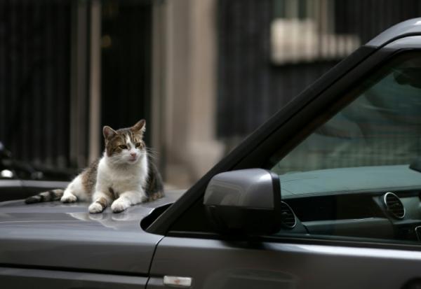 Le chat Larry sur le capot d'une voiture, le 4 juillet 2017 à Londres