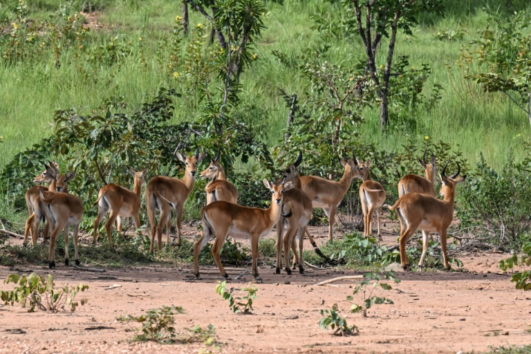 Des antilopes dans le parc national de la Comoé, le 13 octobre 2025 dans le nord-est de la Côte d'Ivoire