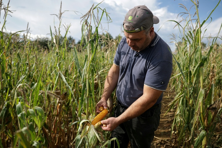 Sébastien Maylin, cultivateur de maïs, à Bazordan, dans les Hautes-Pyrénnées, le 24 août 2026. 